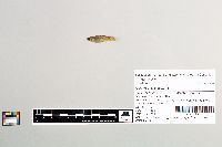 Gambusia affinis image