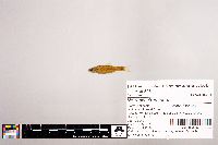 Notropis stramineus image