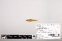 Notropis heterolepis image