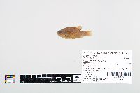 Lepomis cyanellus image