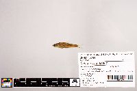 Notropis stramineus image