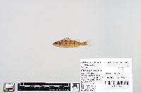 Perca flavescens image