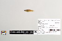 Gambusia affinis image