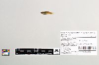 Gambusia affinis image