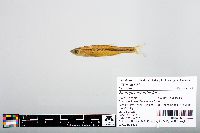 Notropis atherinoides image