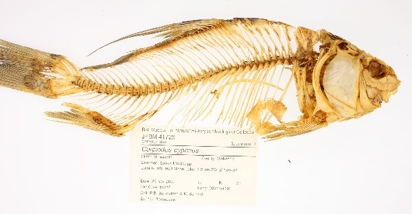Catostomidae image