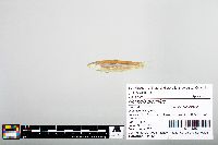 Notropis blennius image