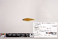 Notropis stramineus image