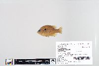 Lepomis humilis image