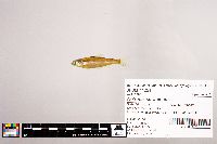 Notropis stramineus image