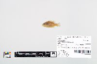 Lepomis cyanellus image