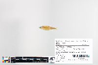 Cyprinella analostana image
