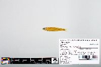 Notropis atherinoides image