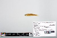 Notropis atherinoides image