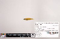 Notropis stramineus image