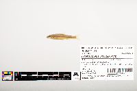 Phenacobius crassilabrum image