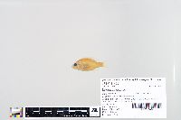 Lepomis humilis image