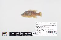 Lepomis cyanellus image