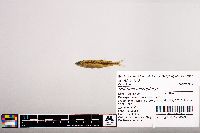 Notropis micropteryx image