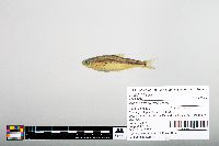 Notropis hudsonius image