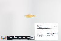 Cyprinella analostana image