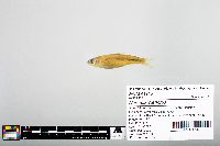 Notropis blennius image