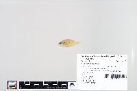 Lepomis humilis image