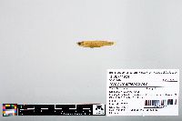 Notropis atherinoides image