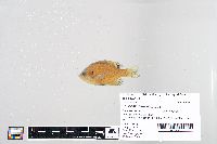 Lepomis macrochirus image