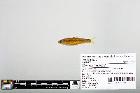 Notropis blennius image