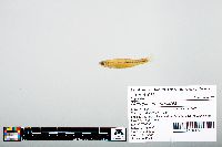 Notropis atherinoides image