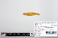 Notropis atherinoides image