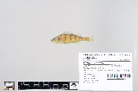 Perca flavescens image