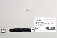 Gambusia affinis image