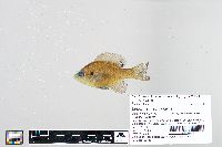 Lepomis macrochirus image