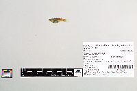 Gambusia affinis image