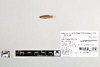 Gambusia affinis image
