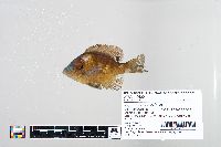 Lepomis macrochirus image