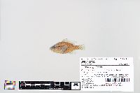 Lepomis gulosus image