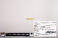 Notropis longirostris image