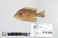 Lepomis macrochirus image