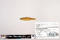Notropis scabriceps image