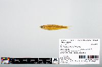 Notropis atherinoides image