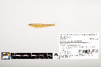 Phenacobius uranops image
