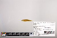 Notropis percobromus image