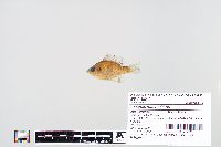 Lepomis macrochirus image