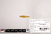 Notropis stramineus image