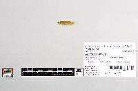 Gambusia affinis image