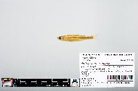 Notropis atherinoides image