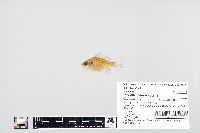 Lepomis macrochirus image